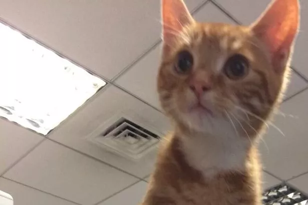 'Cat burglars?': Adorable video shows kittens invading Hounslow police station after being handed in over the counter