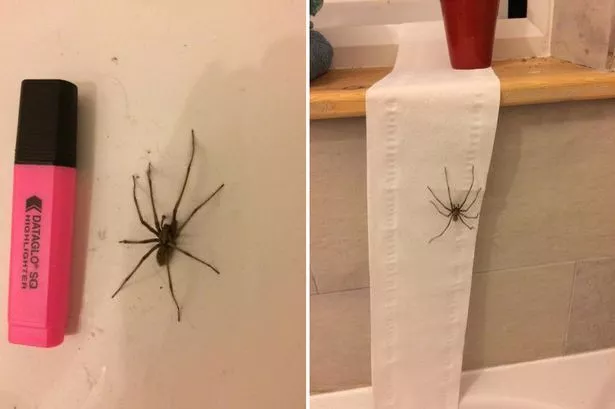 Spiders are about to start invading UK homes and here's how to stop them